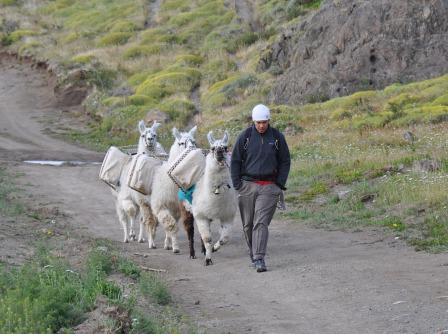 Llama pack animals