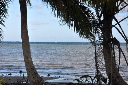 Boat through Palms