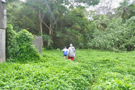 Hike into the Jungle