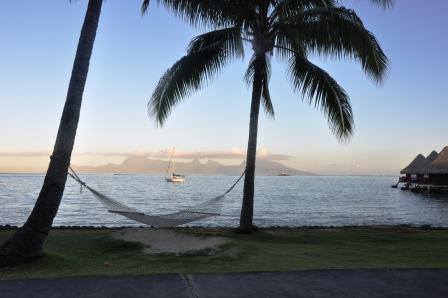 Hammock with Palm